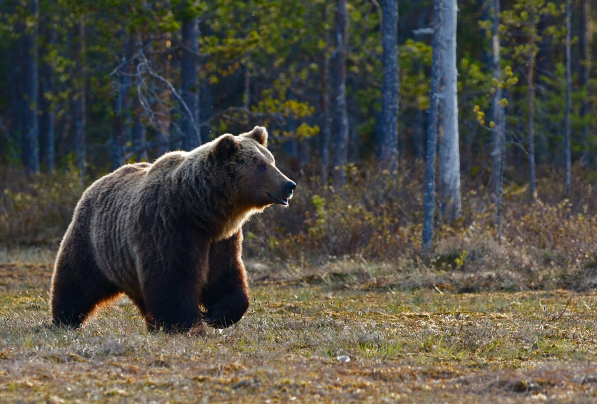 Nízke Tatry – flóra a fauna